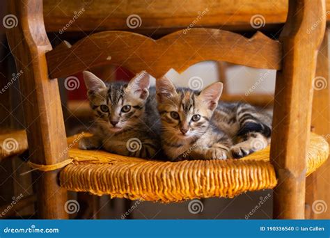 Two Cute Tabby Kittens Sat On An Old Wicker Chair Stock Photo Image