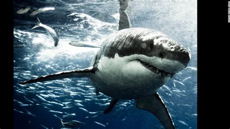 Marvel Photographer Michael Muller Captures Sharks Cnn Style