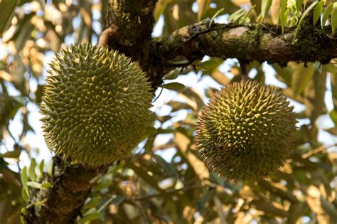 I came to visit penang for the weekend and it's sunday, apr 27, 2019. Durian season in Pahang, Malaysia (July 2019) | Helen Gray