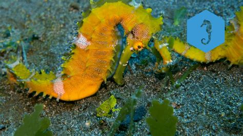 Seahorse Ecology And Monitoring Conservation Diver