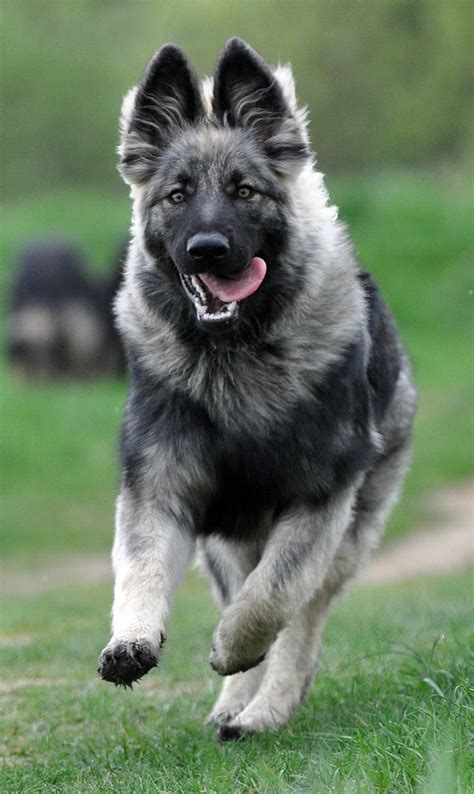 Find german shepherd dog puppies and breeders in your area and helpful german shepherd dog information. German shepherd puppies | Dogs, German shepherd dogs ...