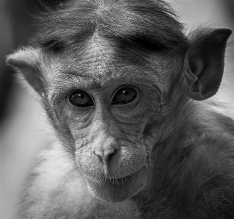 猴 动物 灵长类动物 Pixabay上的免费照片 Pixabay