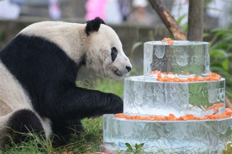 Worlds Oldest Male Giant Panda Pan Pan Dies In China World News