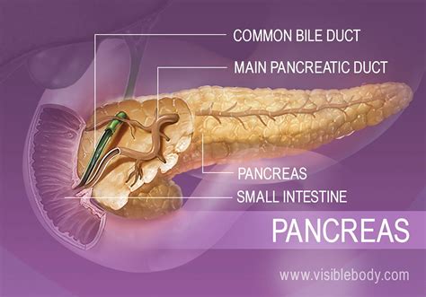 Diagrams Of The Pancrease