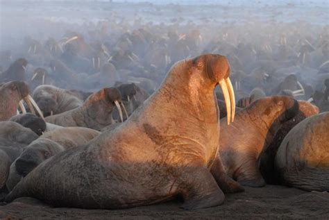 Top 10 Facts About Walrus Wwf