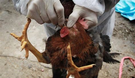 Avian flu has raged in several european countries, including france, where hundreds of thousands of birds have been culled to stop infection. Bird flu hits Ghana; Over 11,000 birds killed - Graphic Online