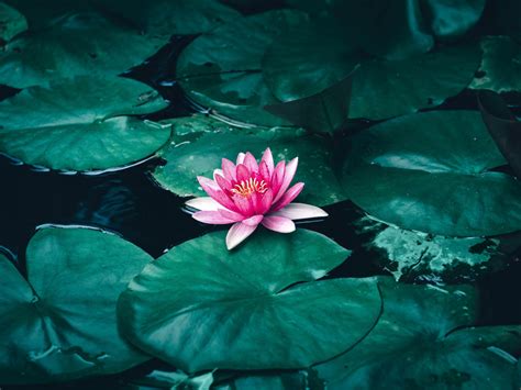 Desktop Wallpaper Lotus Flower Pink Flower Pond Hd