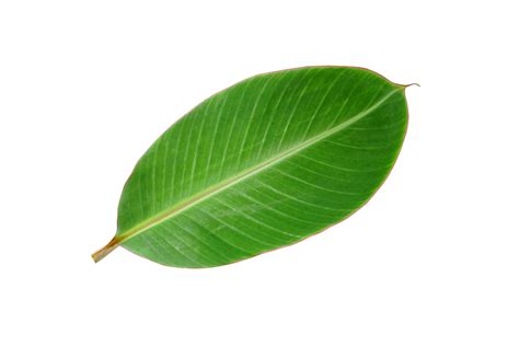 Free Banana Leaves For Food Wrapping 20951922 Png With Transparent