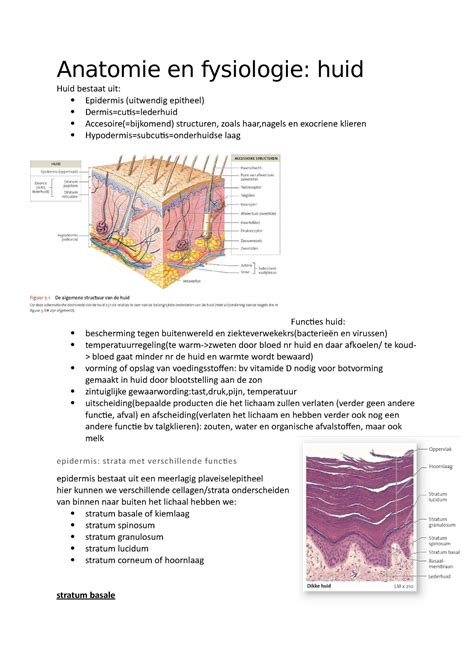 De Huid Samenvatting Anatomie En Fysiologie Huid Huid Bestaat Uit