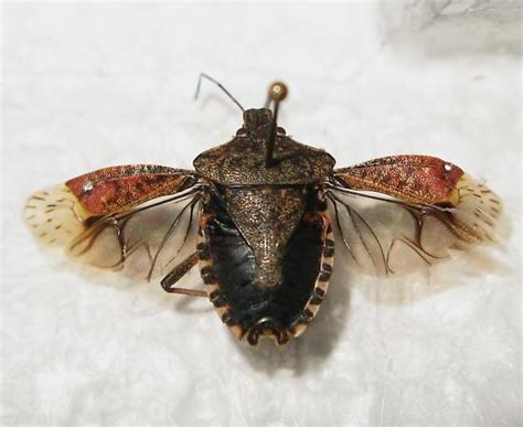 Brown Marmorated Stink Bug Wings Bugguidenet