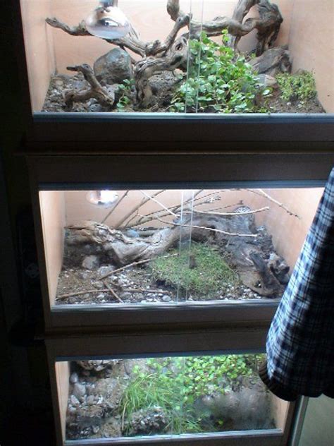 Naturalistic Snake Enclosures With Fake Walls A How To Snake