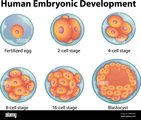 Etapas Del Desarrollo Embrionario Humano Imagen Vector De Stock Alamy