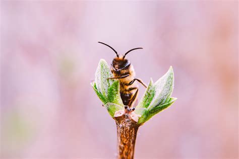 Những Hình ảnh Con Ong đẹp Nhất