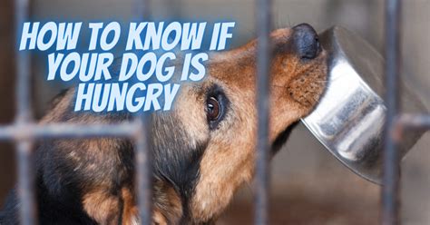 How To Know If Your Dog Is Hungry Sit Means Sit Dog Training Des Moines