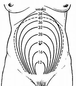 Where Is Uterus Located 15 16 Weeks Babycenter Pregnancy Chart