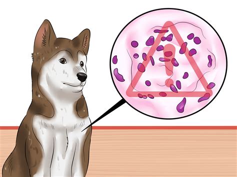 How To Diagnose Parvovirus In Dogs 13 Steps With Pictures