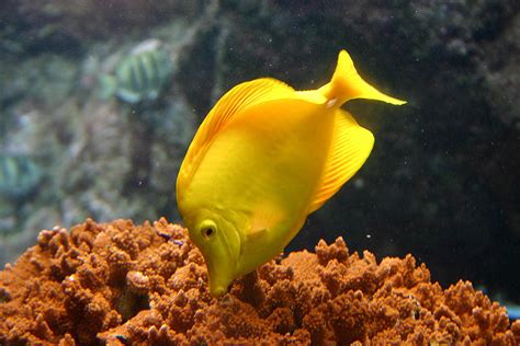 Yellow Tang Tropical Fish Maui Hawaii Photograph By Pierre Leclerc