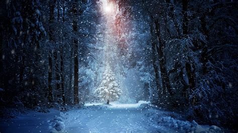 winter night forest wallpapers top  winter night forest