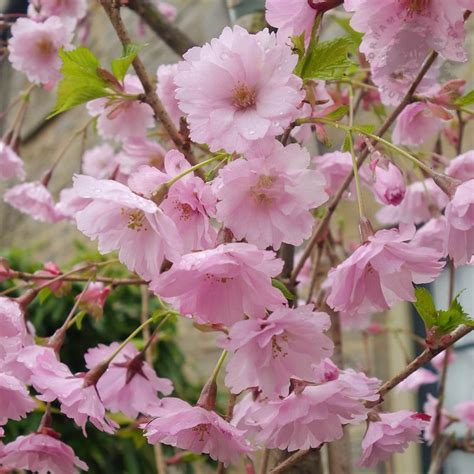 Prunus First Blush Buy Upright Pink Flowering Cherry Trees