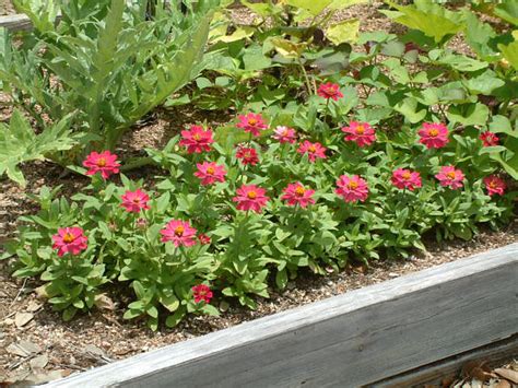 Most perennial plants flower for two to four weeks, but the longest flowering perennials, like coneflowers and catmint, measure their without a trim, the plant will continue to flower moderately, but a good shearing encourages tidy foliage and plenty of blooms that will persist until frost. dwarf zinnias | Carol | Flickr
