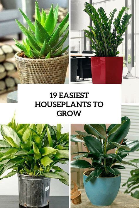 19 Easiest Houseplants You Can Grow Without Care Indoor Plants Easy Growing Plants Indoors