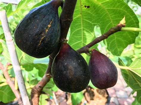 Fig Varieties The Best Worst Sweetest Largest Most Productive