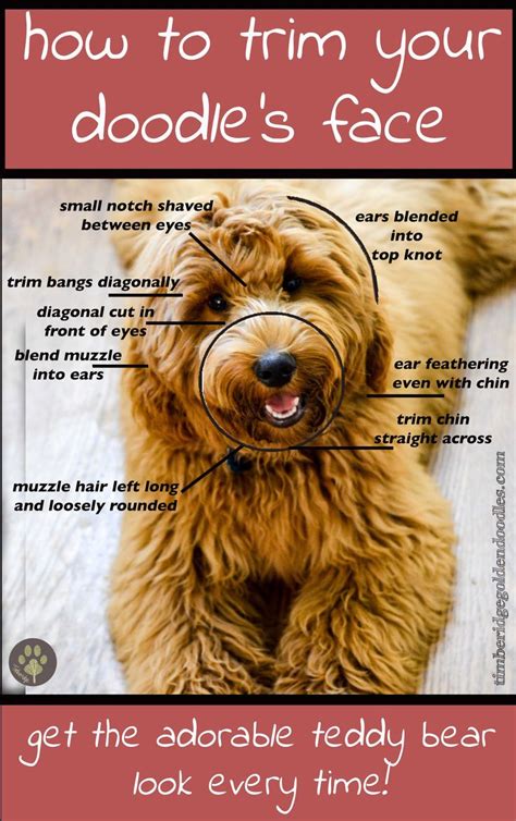 The best advice is to be very specific to your groomer!! Pin on Goldendoodle Haircuts & Goldendoodle Grooming Styles