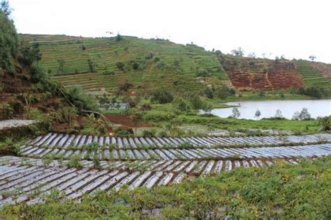 Maybe you would like to learn more about one of these? Sebutkan Jenis Jenis Pertanian Perkebunan Berdasarkan Lama ...