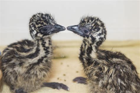 Birdland Hatches Its First Emu Chick Ever Birdland Park And Gardens