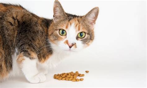 10 Claves para la Alimentación de tu Gato No te las pierdas