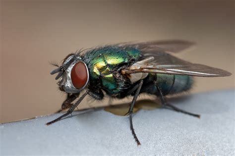 What Colors Are Flies Attracted To And How Do They See The World