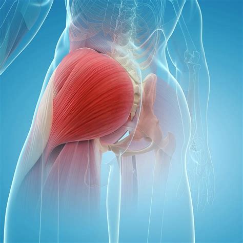 Buttock Muscles Photograph By Scieproscience Photo Library Pixels