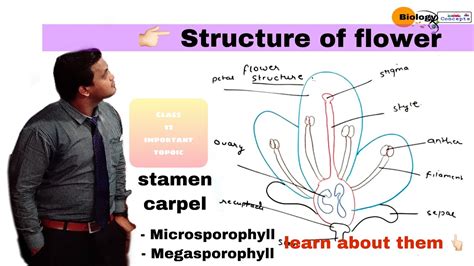 Structure Of Flower Stamen Carpel Microsporophyl And