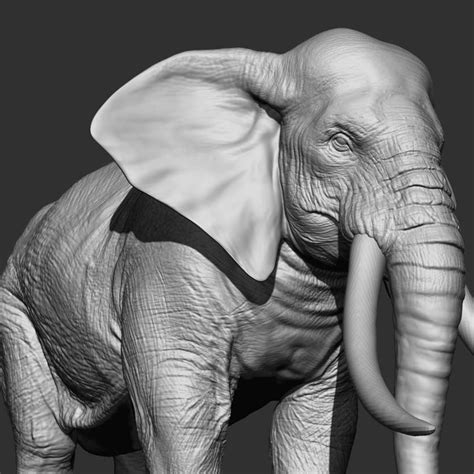 3d Elephant Real Zbrush
