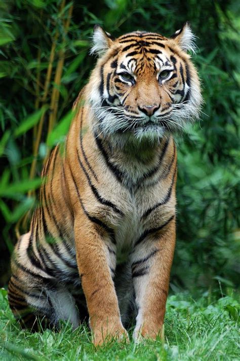 Sumatra Tiger Foto And Bild Tiere Zoo Wildpark And Falknerei