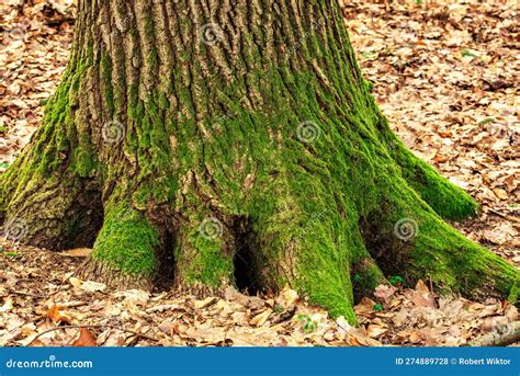 Trunk Of An Oak Tree Growing Out Of The Ground Stock Photo Image Of