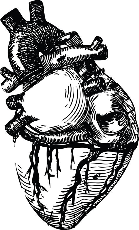Human Heart Line Drawing At Getdrawings Free Download