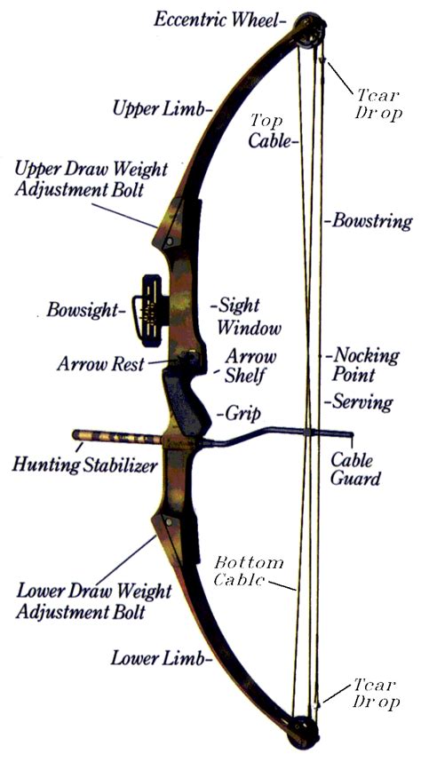 Compound Bow Its Parts And Characteristics
