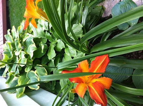 By lady haddon 5 months ago. Love these bright orange lilies that look great among our ...