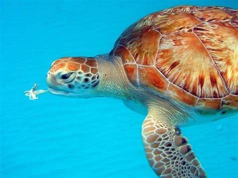 Turtle Eating Underwater, Barbados - YourAmazingPlaces.com