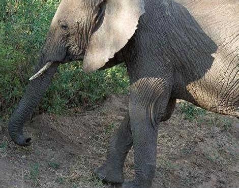 African Bush Elephant Conservation Status And Life Today - Animals Magazine