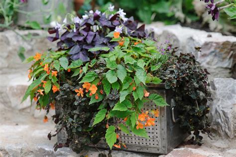 Container Plants For Shade
