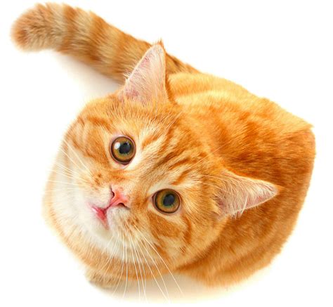 Download Cute Cat Png Free Download Orange Cat Png Png Image With No