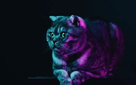 Don't you think that everything is better with technology? Download Fat cat, neon glow, animal wallpaper, 3840x2400, 4K Ultra HD 16:10, Widescreen