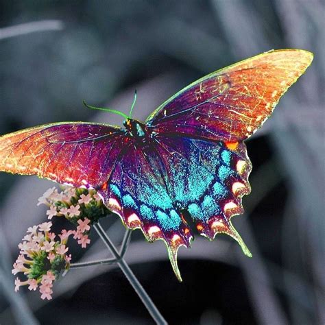 Beautiful Colorful Butterfly Hd Desktop Wallpapers Butterfly