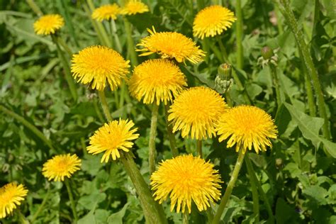 Dandelion A Seedy Weed Or Medicine You Need Medicinal Plant Reviews