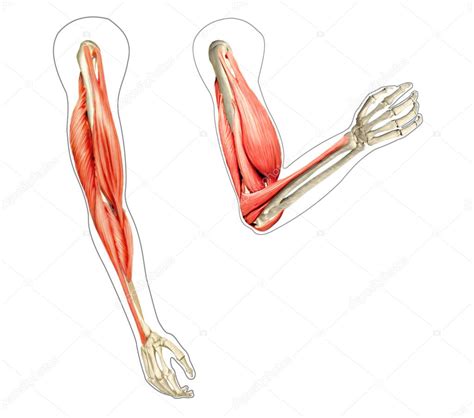 Human Arms Anatomy Diagram Showing Bones And Muscles While Flex Stock