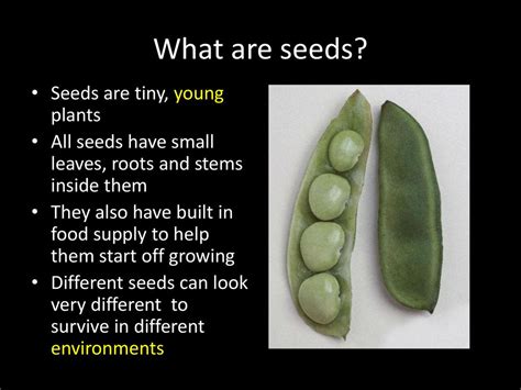 Science Plants Seeds Ppt Download