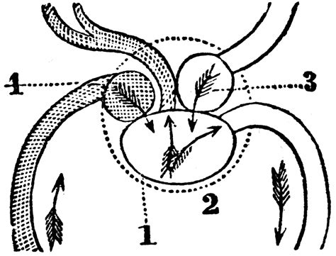 Before we start, we shall recall the basic proportions of heart and its chambers. A Diagram of the Heart of a Fish | ClipArt ETC