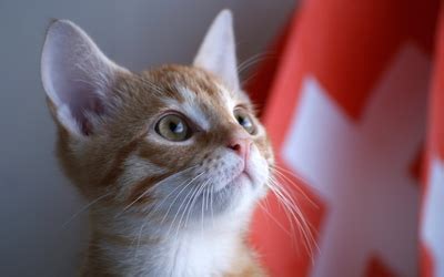 After a while staring, it looks like they are trying to fight something off their face. Cat staring wallpaper - Animal wallpapers - #33960